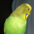 Pepek